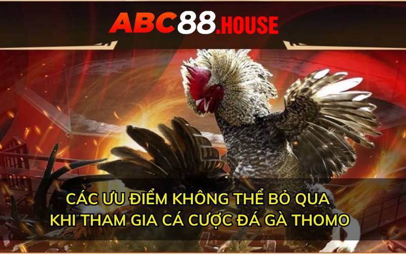 Các ưu điểm không thể bỏ qua khi tham gia cá cược đá gà thomo